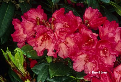 Image Rhododendron 'Elby'