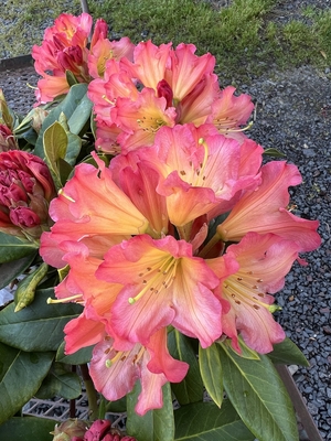 Image Rhododendron 'Unique Marmalade'