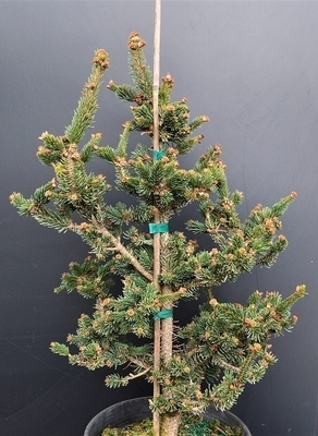 Image Picea abies 'Hillside Upright'