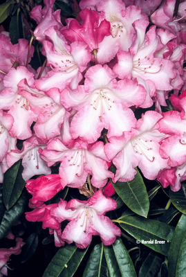 Image Rhododendron 'Rainbow'