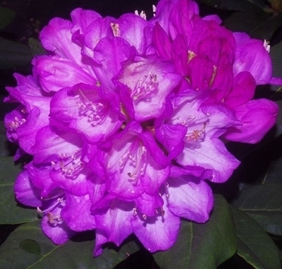 Image Rhododendron 'Amiblue'