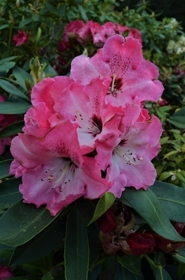 Image Rhododendron 'Arnold Piper'