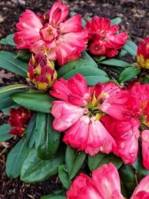 Image Rhododendron 'Bruce Briggs'