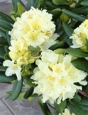 Image Rhododendron 'Capistrano'