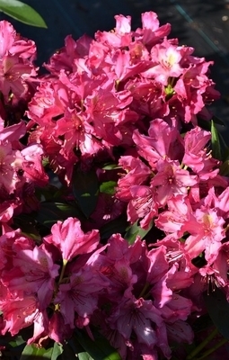 Image Rhododendron 'Deep Clover'
