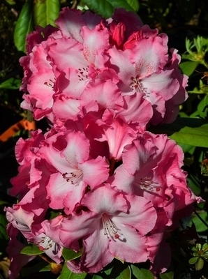 Rhododendron 'Cranberry Lace