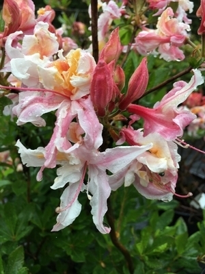 Image Rhododendron occidentale 'Select'