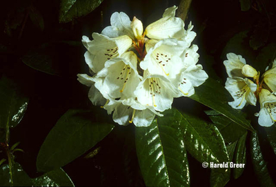 Image Rhododendron 'Sir Charles Lemon'